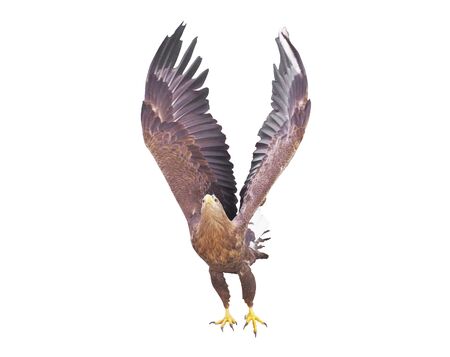 Eagle with opened wings isolatedの写真素材