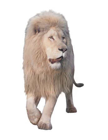 Lion walking and looking at camera isolated at whiteの写真素材