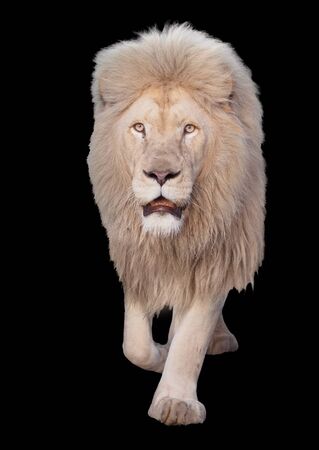 Lion walking and looking at camera isolated at blackの写真素材