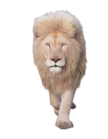 Lion walking and looking at camera isolated at whiteの写真素材