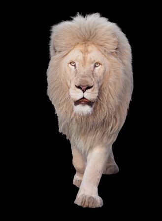 Lion walking and looking at camera isolated at blackの写真素材
