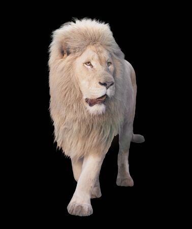 Lion walking and looking at camera isolated at blackの写真素材