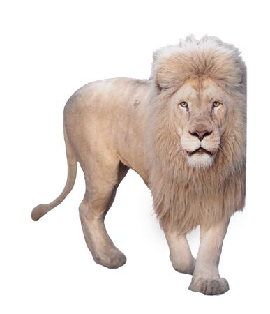 Lion walking and looking at camera isolated at whiteの写真素材