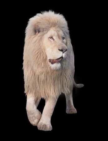 Lion walking and looking at camera isolated at blackの写真素材