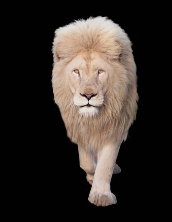 Lion walking and looking at camera isolated at blackの写真素材