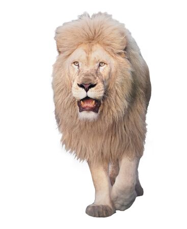 Lion walking and looking at camera isolated at whiteの写真素材