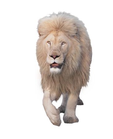 Lion walking and looking at camera isolated at whiteの写真素材