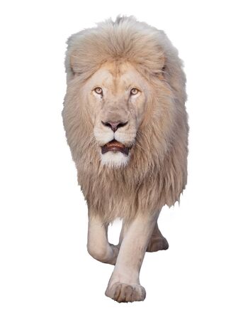 Lion walking and looking at camera isolated at whiteの写真素材