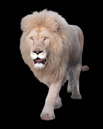 Lion walking and looking at camera isolated at blackの写真素材
