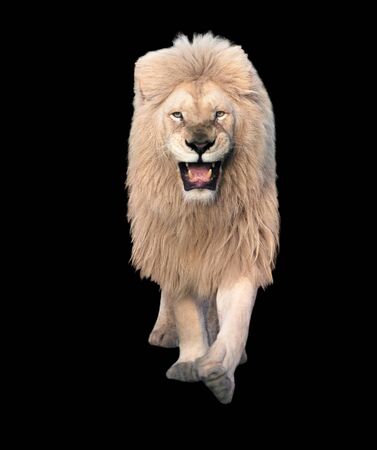Lion walking and looking at camera isolated at blackの写真素材