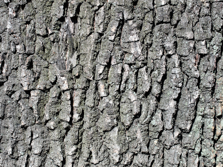 oak bark tree background close up shot of detailの写真素材