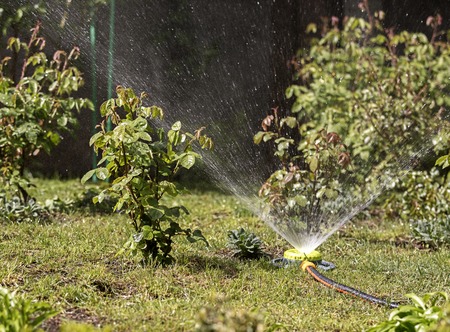 A portable sprinkler in the garden watered lawn grass and bushesの写真素材