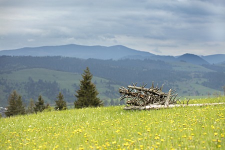 Dry old tree trunks stacked on green grassの写真素材