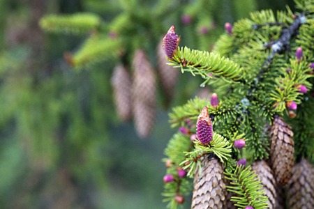 A young branch of spruce with coniferous cones, focused on one pink beautiful new cone against the background of old coniferous cones.の写真素材