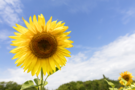 Large blooming sunflower against the blue sky and green groveの写真素材