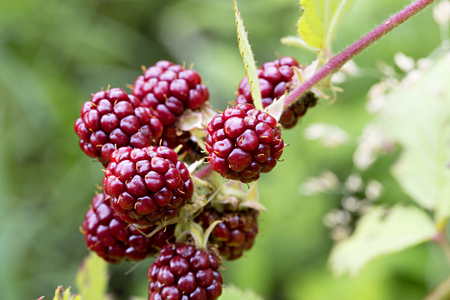 Branch of ripe red berries of blackberry close-up in a summer gardenの写真素材