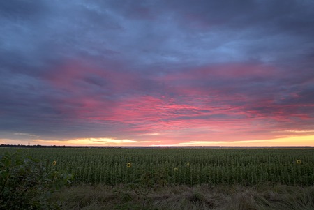 Colorful scarlet sunrise against a background of blue clouds over a field with green sunflowersの写真素材