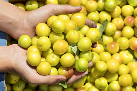Summer harvest of yellow ripe plums in a box and a handful in hands, close up in sunlightの写真素材