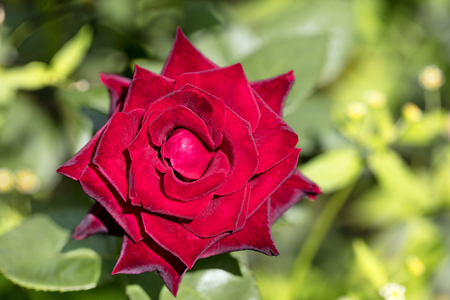 A blooming bright red rose flower on a green backgroundの写真素材