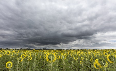 Sunflowers in the field look at thunderous clouds, which have closed the sky and are gathering on the horizonの写真素材
