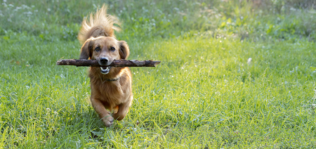 happy dog dachshund playing with a branch outdoors on a green lawnの写真素材