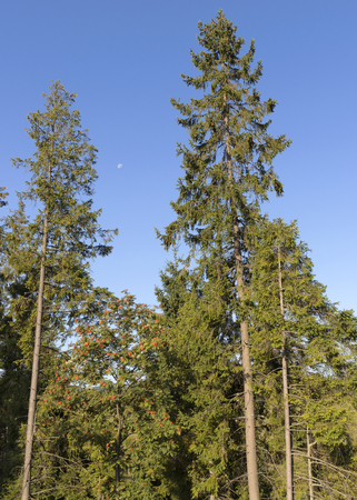 On a blue sky in a bright sunny day, the moon is visible between two tall fir trees above the mountain ashの写真素材