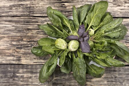 spinach, brussels cabbage and basil leaves on a porcelain white plate on the background of an old...