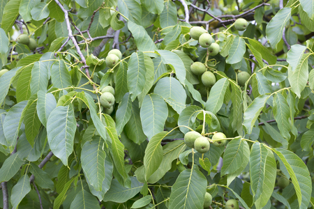 fresh green young walnut fruit on a branch against a background of juicy green tree leavesの写真素材