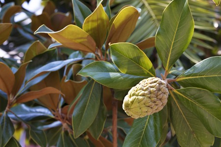 Fresh green young fruit of a ficus on a branch against a background of juicy green leaves of a treeの写真素材