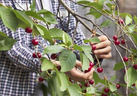 A young farmer is harvesting a harvest of red ripe cherries in the summer garden. Close-up view.の写真素材
