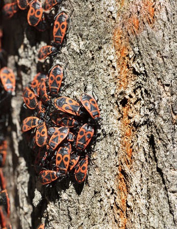 A flock of forest red-black cockroaches grouped on the bark of a tree, a close-up photo.の写真素材