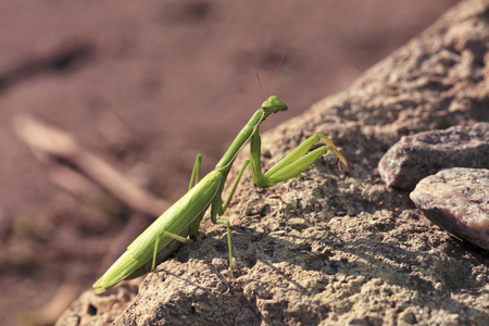 A female praying mantis sits on a brown stone in the background of bright sunlightの写真素材