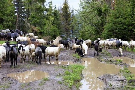 A flock of sheep grazing after a heavy rain on a hill of mountain green meadows among muddy puddles and tall pines on a bright spring morningの写真素材