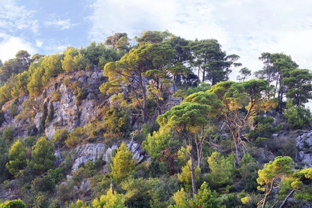 The rays of the setting sun poured in orange light high rocky mountains and pines growing on them in Montenegro.の写真素材