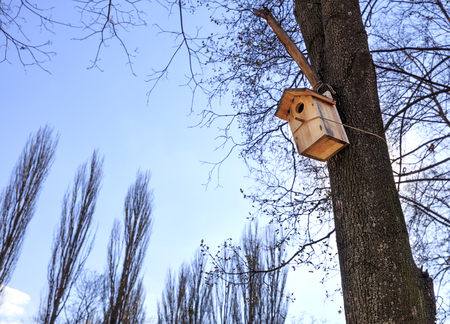 A wooden new birdhouse is attached high on a tree in spring in a park against the blue sky and the tops of the poplars.の写真素材