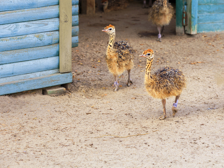 Little fluffy chicks ostrichs walking around the farm yard with curiosity.の写真素材