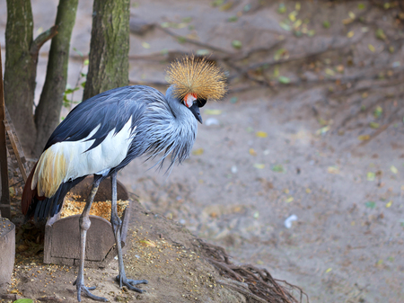 Close-up of a gray crowned crane stands on the edge of the forestの写真素材