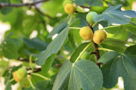 Fresh, ripe yellow young figs fruits on a branch on a background of succulent green leaves of a...