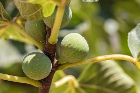 Fresh green young figs fruits on a branch on a background of succulent green leaves of a tree,...