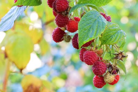 Ripe red raspberries on a branch against the background of a blurred autumn garden, close-up.の写真素材
