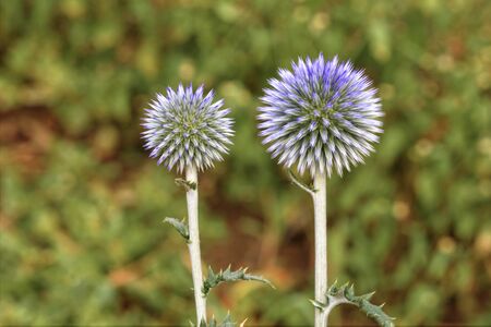Beautiful and unusual round flowers of thorns of spherical shape of lilac color on a green grass...