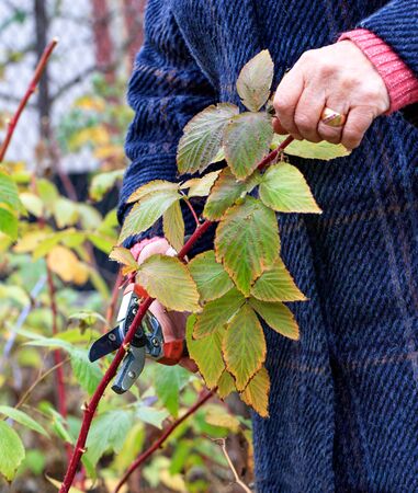 Gardener using a garden pruner cuts and rejuvenates a raspberry bush in an autumn garden for a good harvest next year, image vertical with copy space.の写真素材