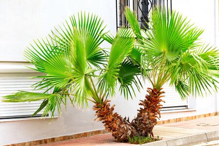 A beautiful, bright green young palm tree grows on the sidewalk of the city near the windows of the house, against the background of a white wall.の写真素材
