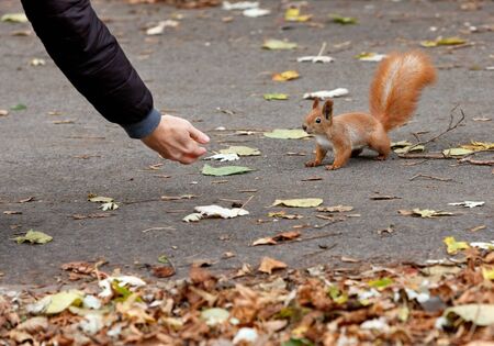 An orange squirrel in an autumn park carefully and curiously creeps up to a person s hand for a treat, image with copy space.の写真素材