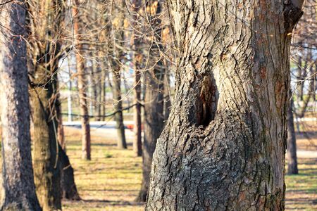 An old hollow in a tall pine as a dwelling for a squirrel against the background of a spring city...