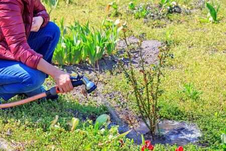 The gardener, squatting down, irrigates the rose bush under the root system of the plant with a...
