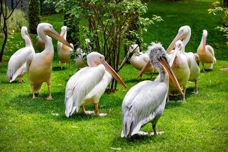 A flock of large white pelicans rests on a green lawn under soft sunlight, selective focus.の写真素材