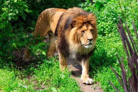 A wild lion with a large shaggy orange mane of hair walks along a forest path among green shrubs in sunny daytime. Close-up.の写真素材