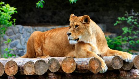 A large adult lioness lies on a platform of wooden logs and carefully looks to the left.の写真素材