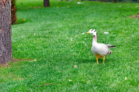 Geese (Anser indicus) walks in a green meadow in a summer park in warm sunshine.の写真素材